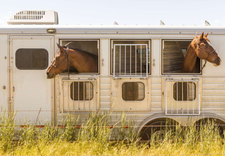 Traslado de caballos – estrés calórico